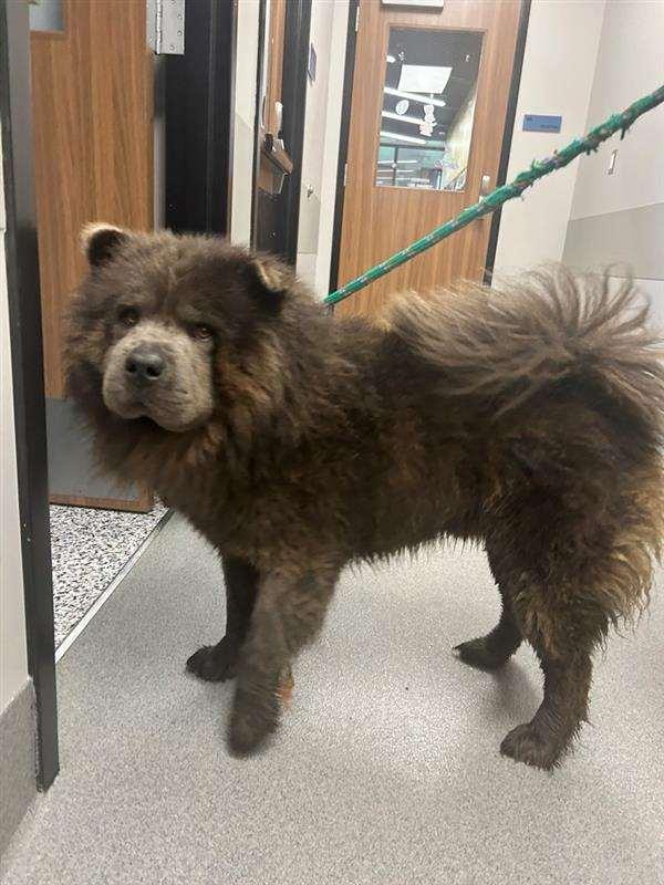 Teriyaki, a Adoptable Chow Chow in Houston, TX image 3/3