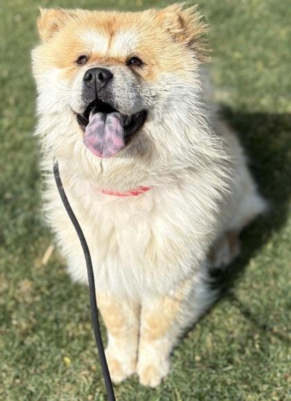 Cookie, Adoptable, Adult Female Chow Chow.