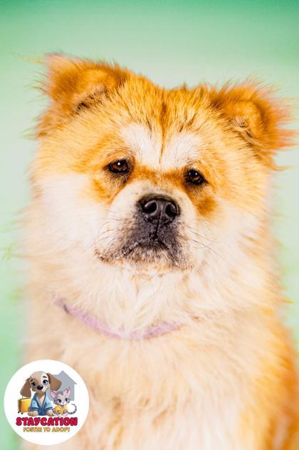 Enlarge Cookie, a Adoptable Chow Chow in Phoenix, AZ image 1/3