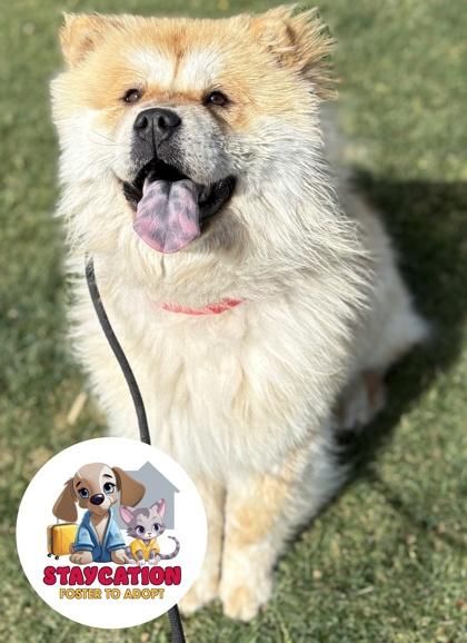 Enlarge Cookie, a Adoptable Chow Chow in Phoenix, AZ image 2/3