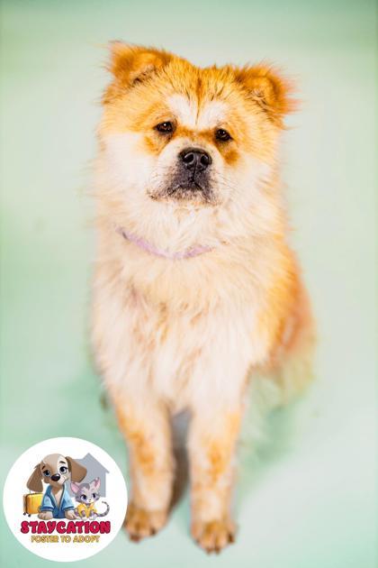 Enlarge Cookie, a Adoptable Chow Chow in Phoenix, AZ image 2/3