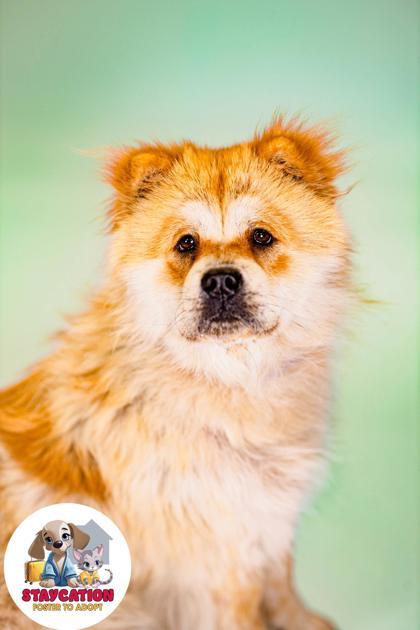 Enlarge Cookie, a Adoptable Chow Chow in Phoenix, AZ image 3/3