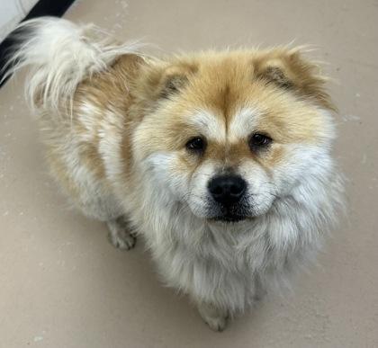 Enlarge Cookie, a Adoptable Chow Chow in Phoenix, AZ image 3/3