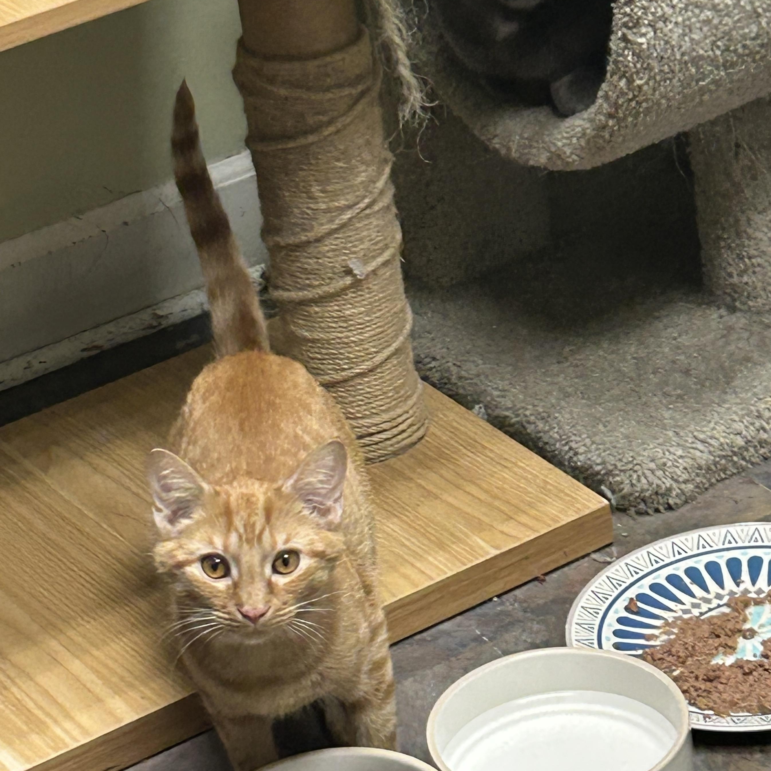 Enlarge Rudolph, a ADOPTABLE Domestic Short Hair in Cape May, NJ image 2/2