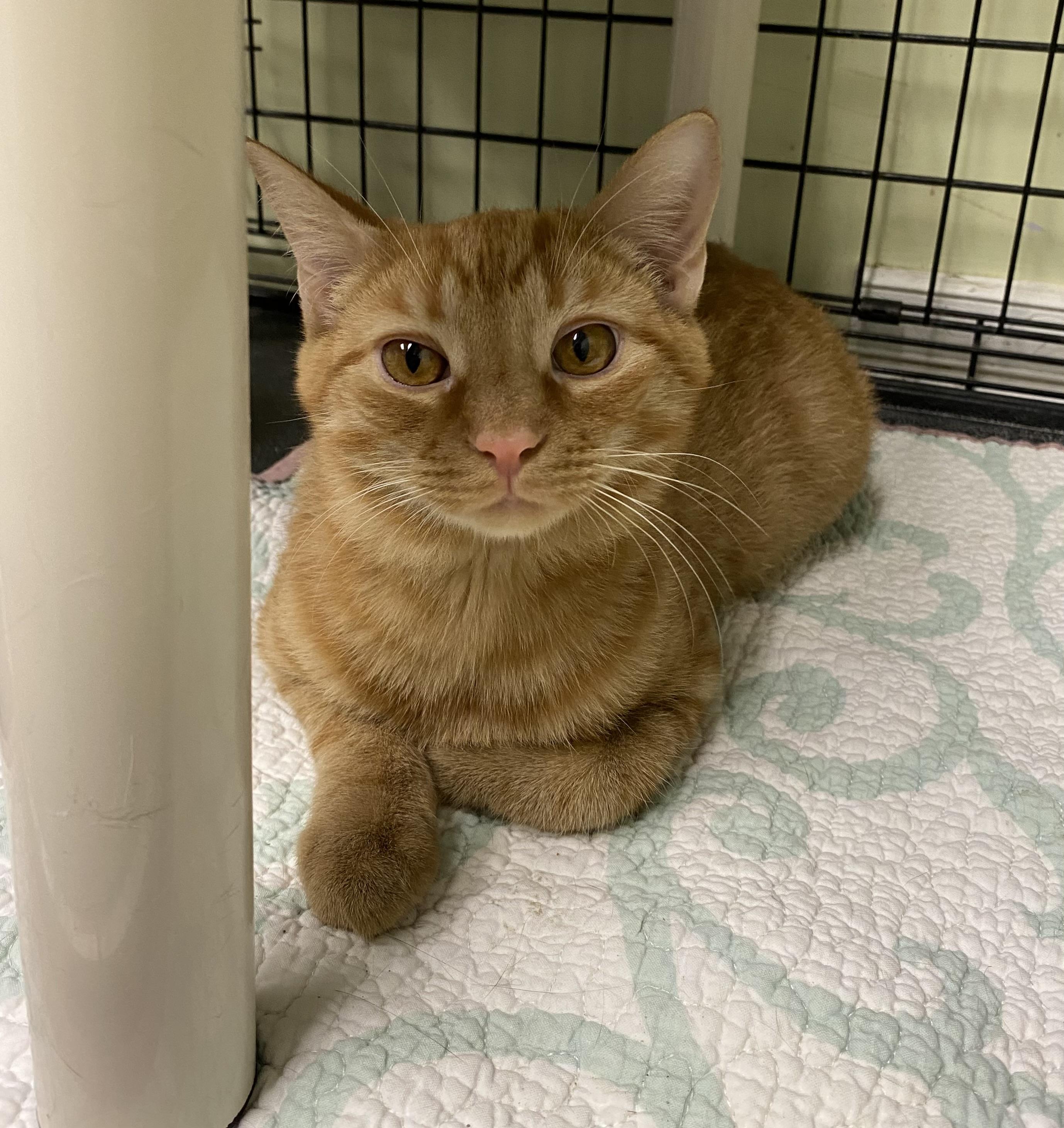 Rudolph, ADOPTABLE, Kitten Male Domestic Short Hair.