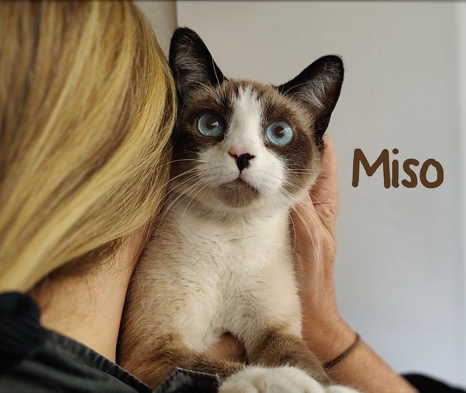 Miso, Young Male unknown