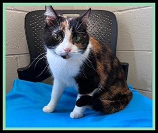 Enlarge SIX, a Adoptable Domestic Short Hair in Peoria, IL image 1/1