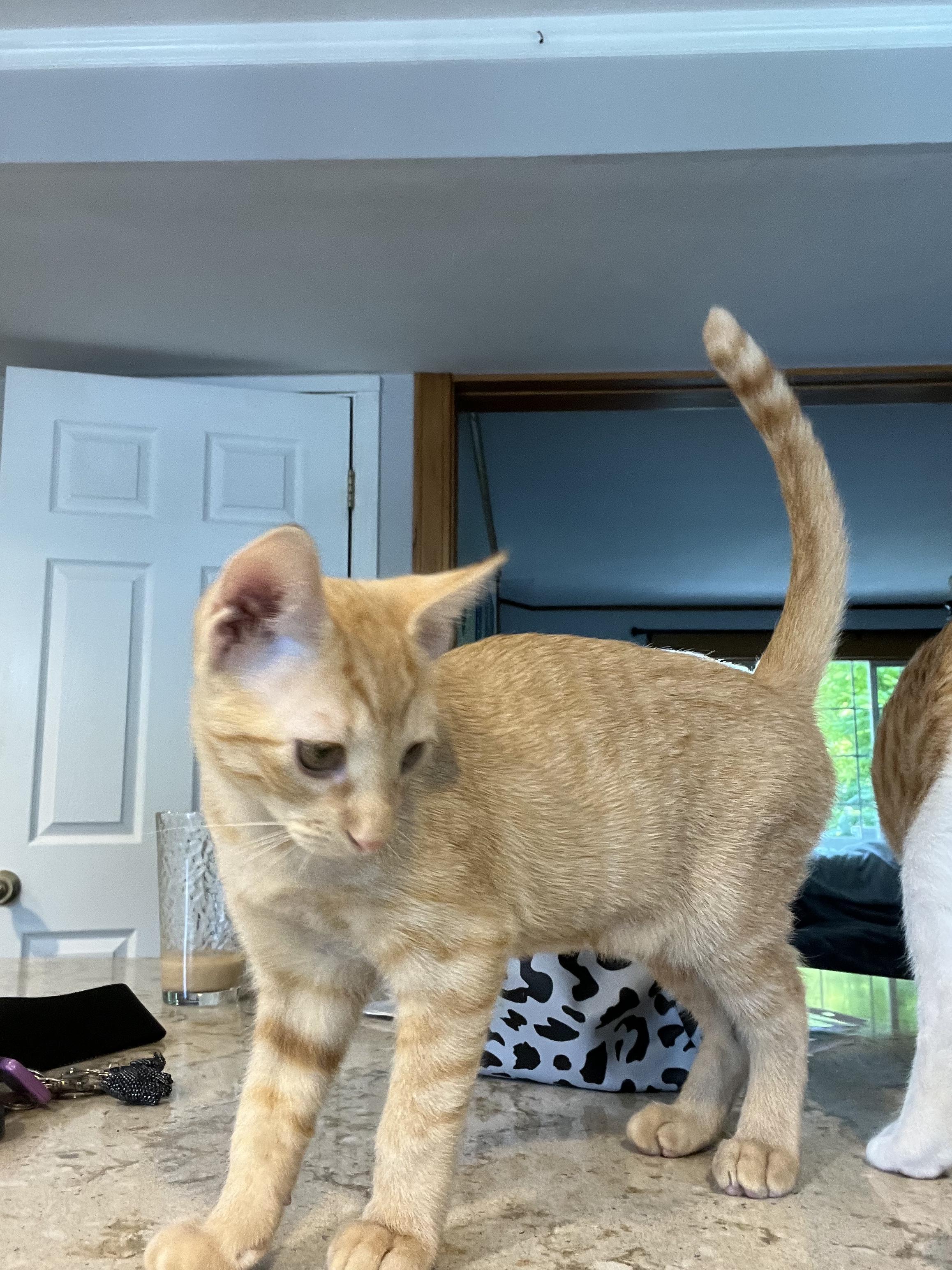 Mango and Cheeto, a ADOPTABLE mixed breed in Federal Way, WA image 4/5