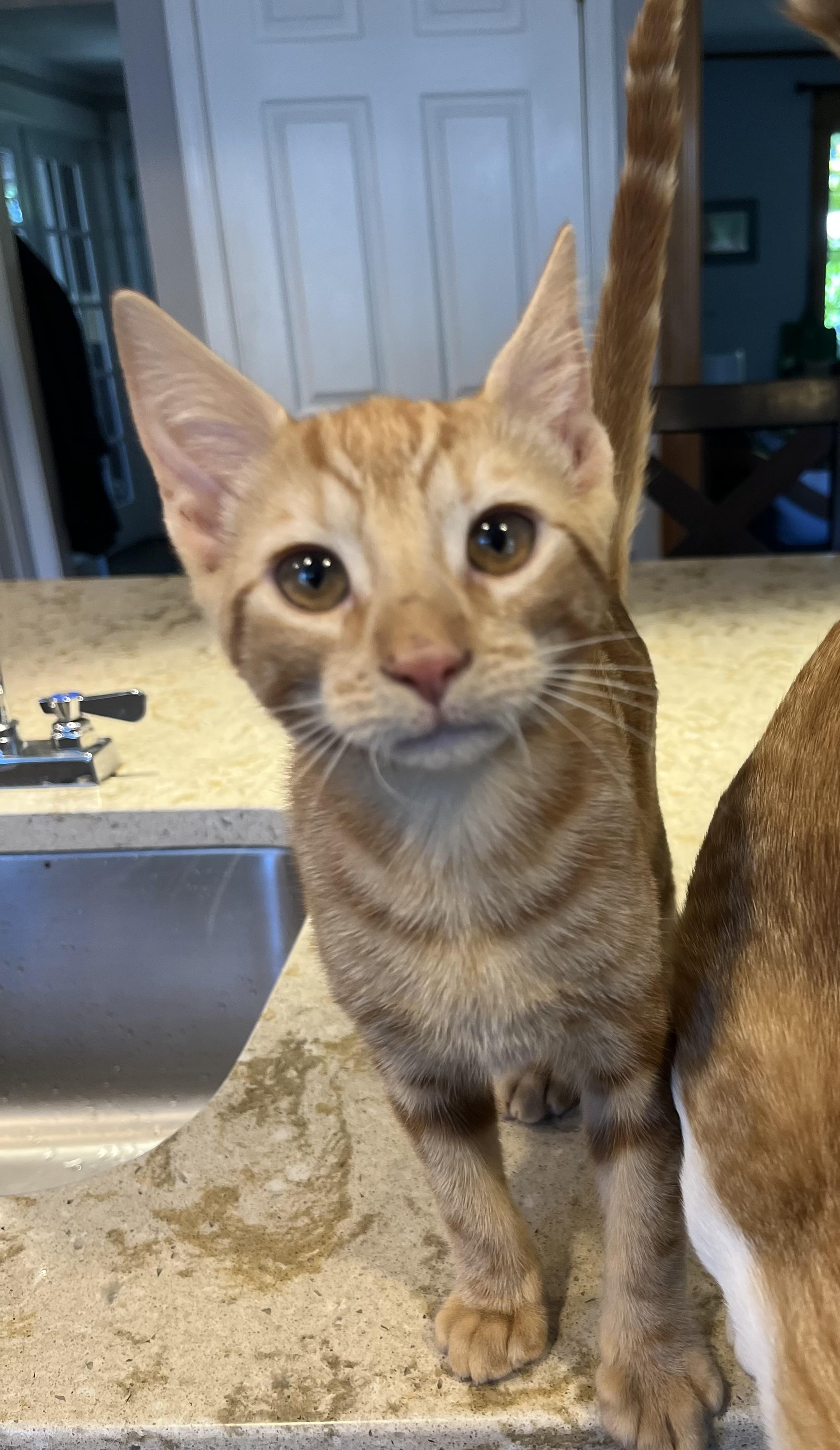 Mango and Cheeto, a ADOPTABLE mixed breed in Federal Way, WA image 1/5