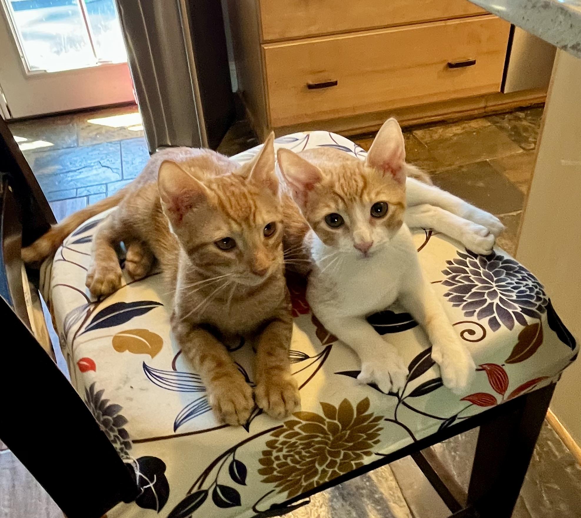 Enlarge The Ginger Litter, a ADOPTABLE mixed breed in Federal Way, WA image 2/5