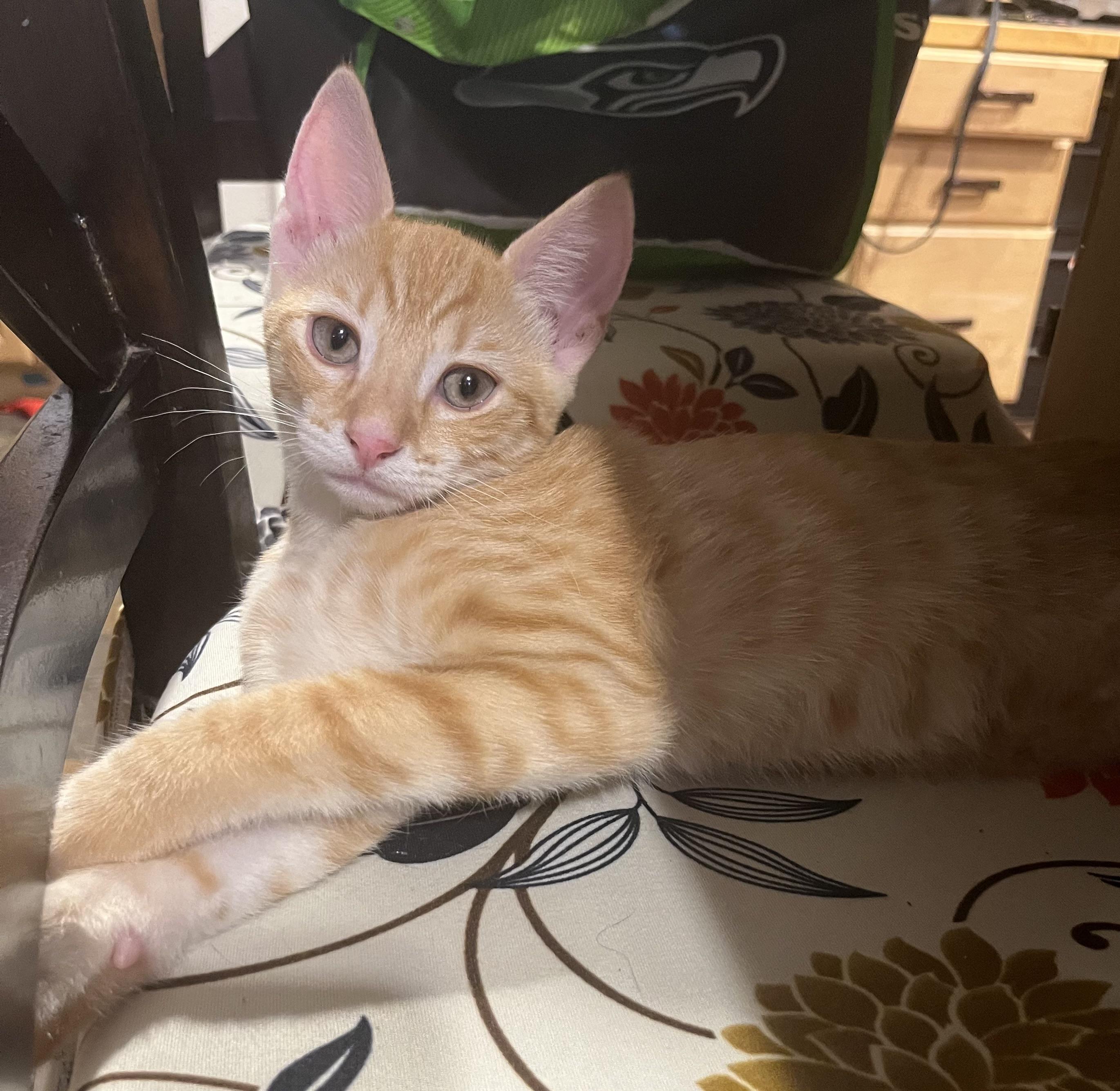 Enlarge The Ginger Litter, a ADOPTABLE mixed breed in Federal Way, WA image 3/5