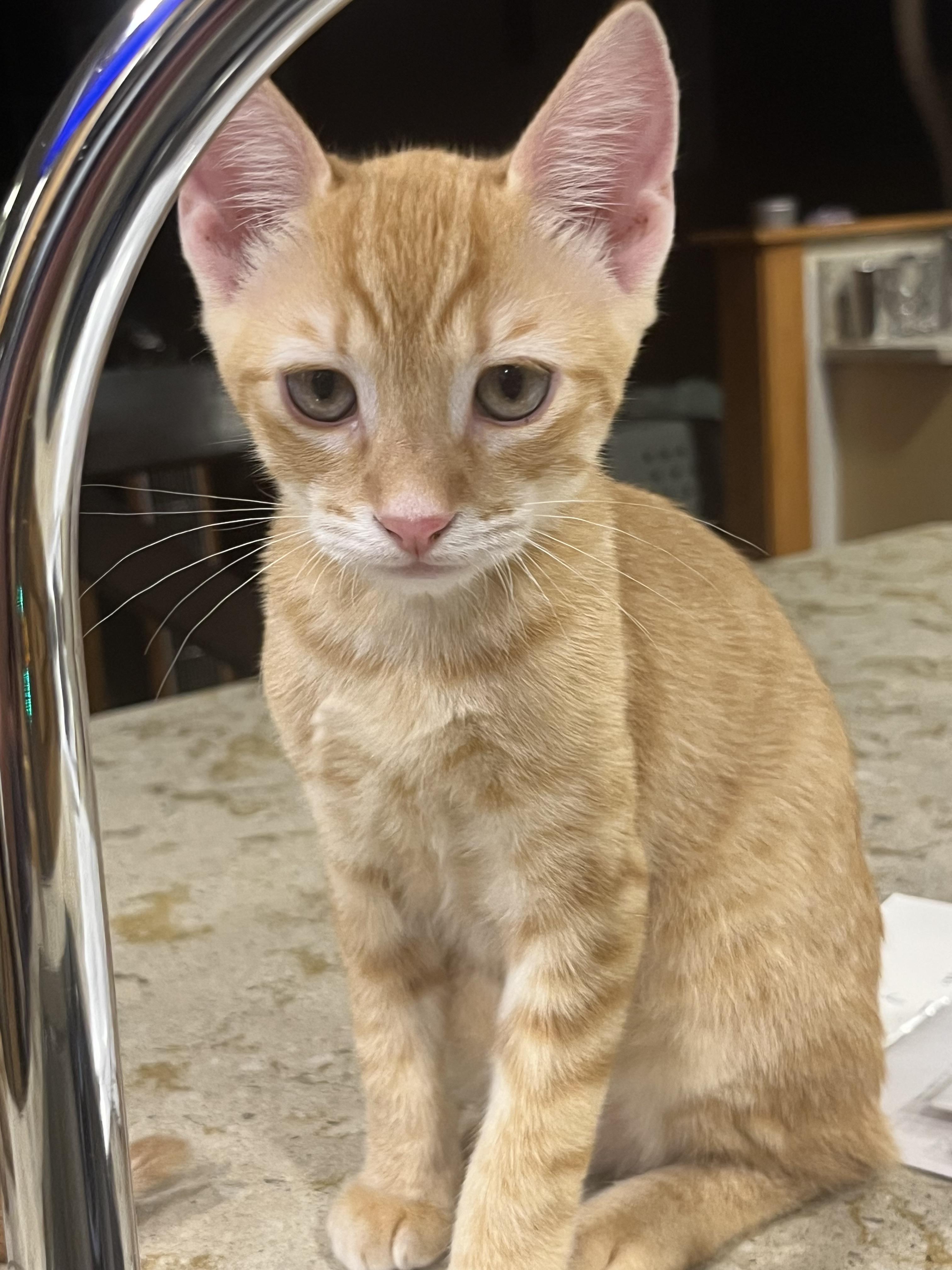 Mango and Cheeto, a ADOPTABLE mixed breed in Federal Way, WA image 5/5