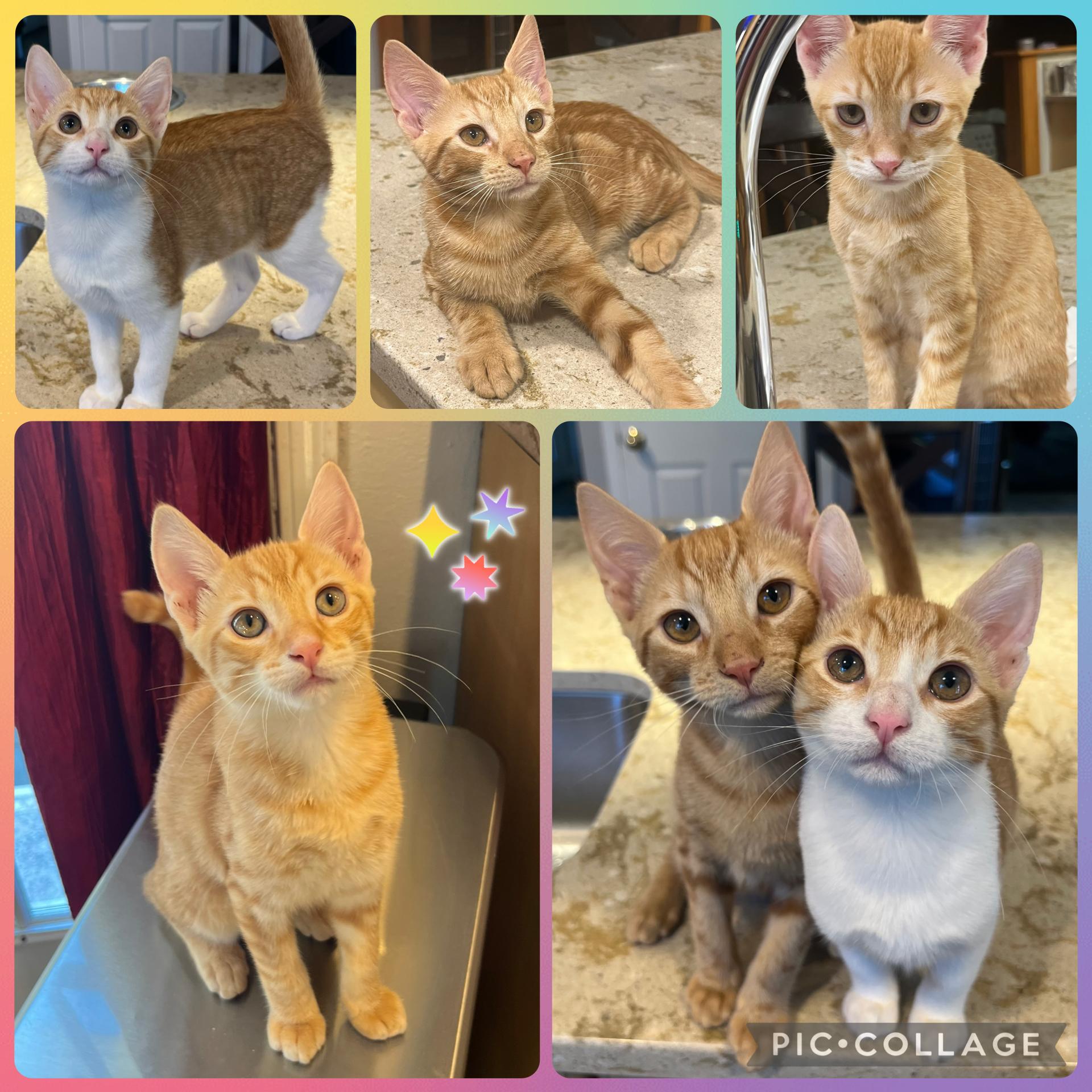 The Ginger Litter, ADOPTABLE, Kitten Female Domestic Short Hair & Tabby.