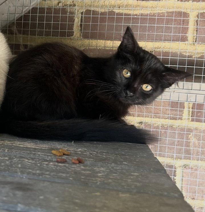 Mila, Adoptable, Kitten Female Domestic Short Hair.