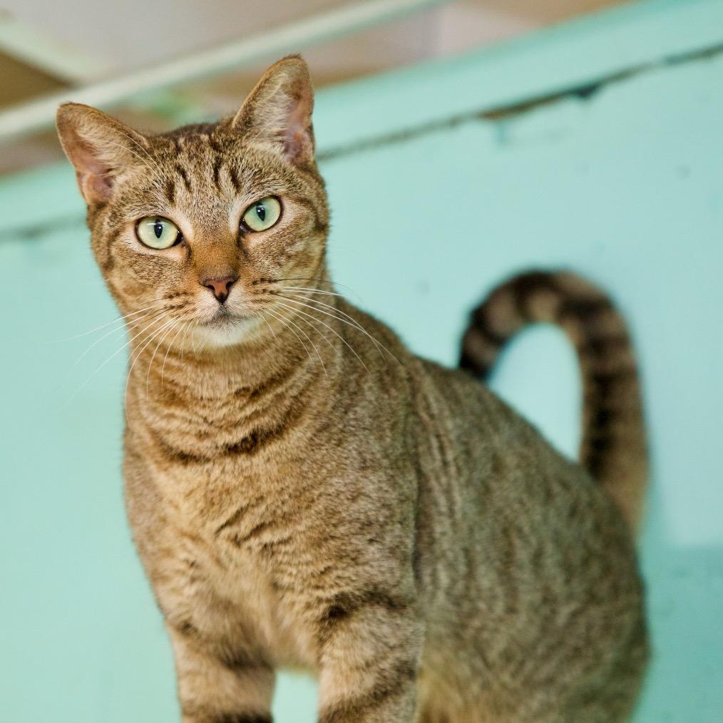 Enlarge Beau, a Adoptable Domestic Short Hair in Fort Lauderdale, FL image 1/3