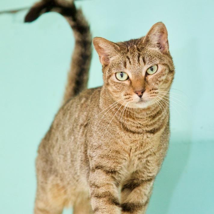 Enlarge Beau, a Adoptable Domestic Short Hair in Fort Lauderdale, FL image 2/3