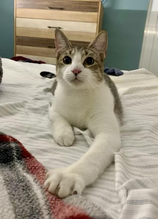 Mr. Kai, ADOPTABLE, Young Male Domestic Short Hair.