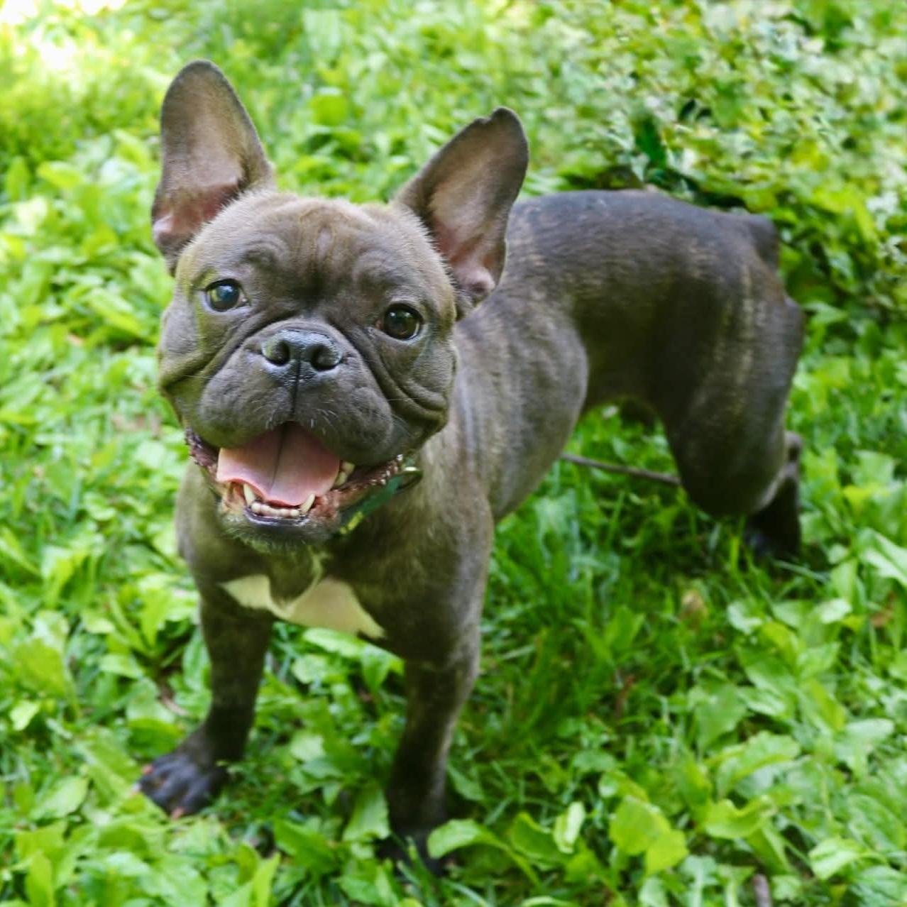 Enlarge Cherie, a ADOPTABLE mixed breed in Elizabethtown, PA image 1/6