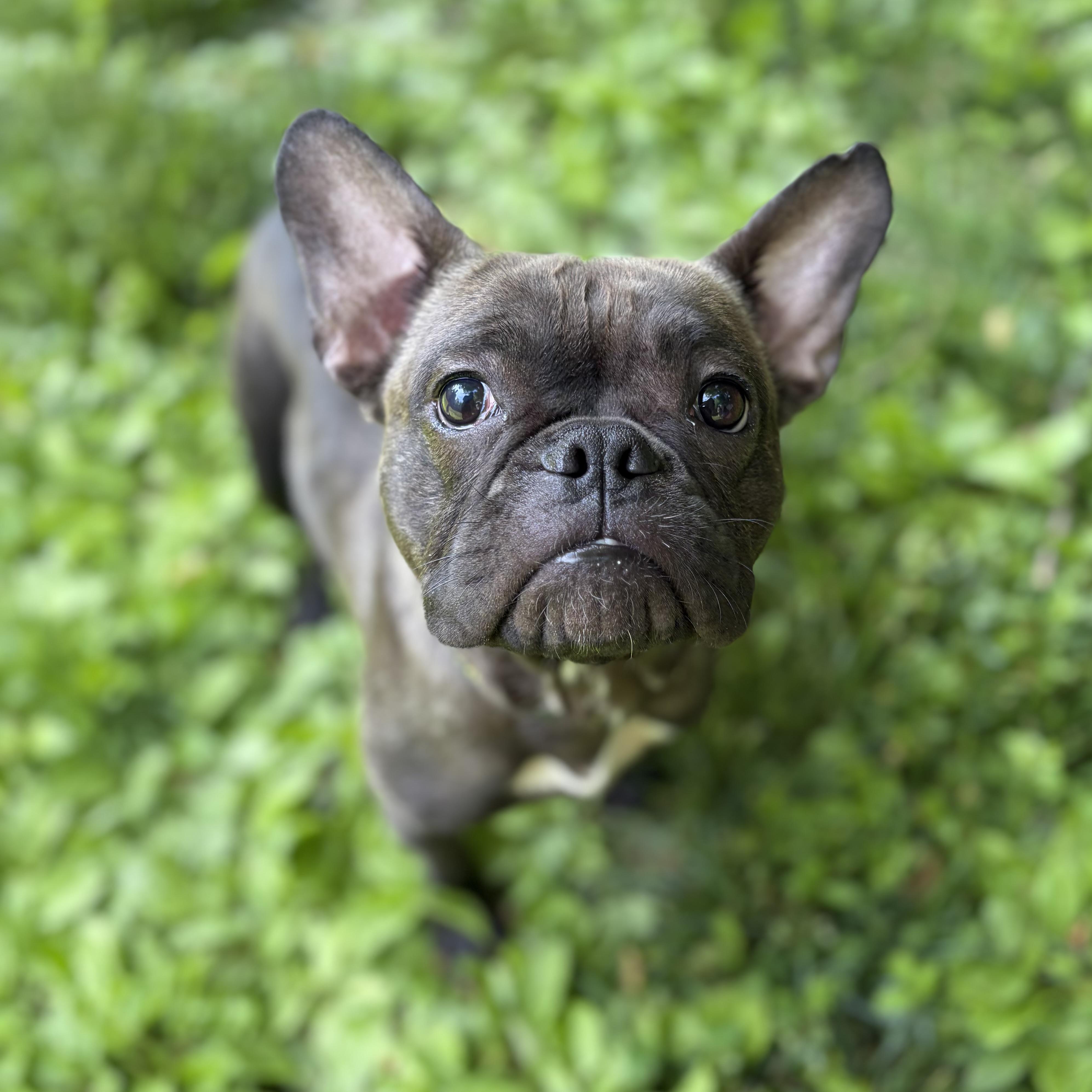 Enlarge Cherie, a ADOPTABLE mixed breed in Elizabethtown, PA image 5/6