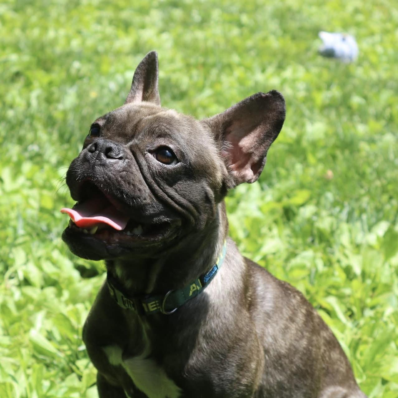 Enlarge Cherie, a ADOPTABLE mixed breed in Elizabethtown, PA image 2/6