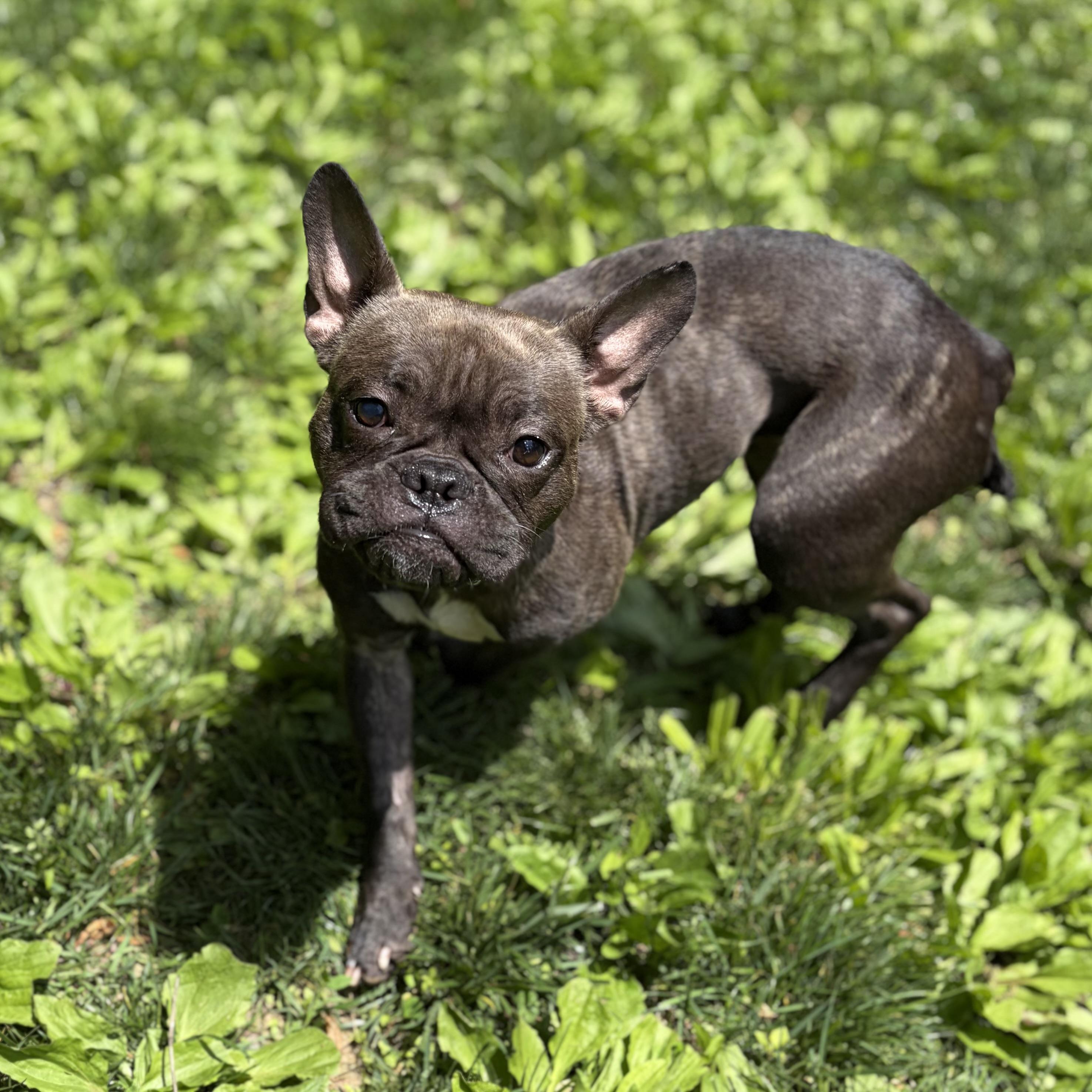 Enlarge Cherie, a ADOPTABLE mixed breed in Elizabethtown, PA image 4/6