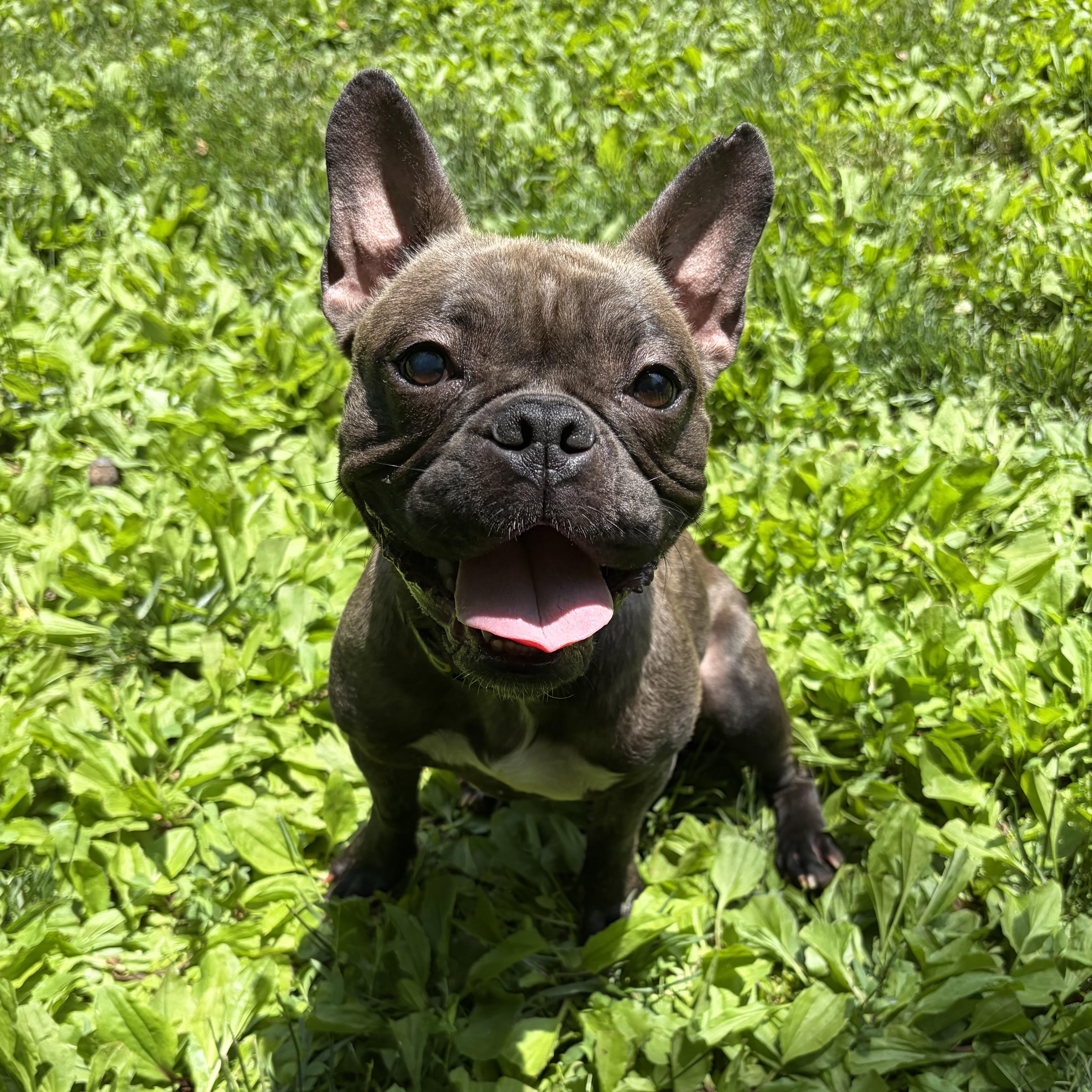 Enlarge Cherie, a ADOPTABLE mixed breed in Elizabethtown, PA image 6/6