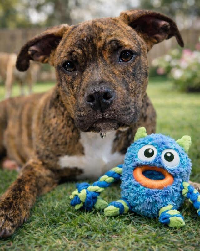 Enlarge Gremlin, a ADOPTABLE mixed breed in Broken Arrow, OK image 1/5