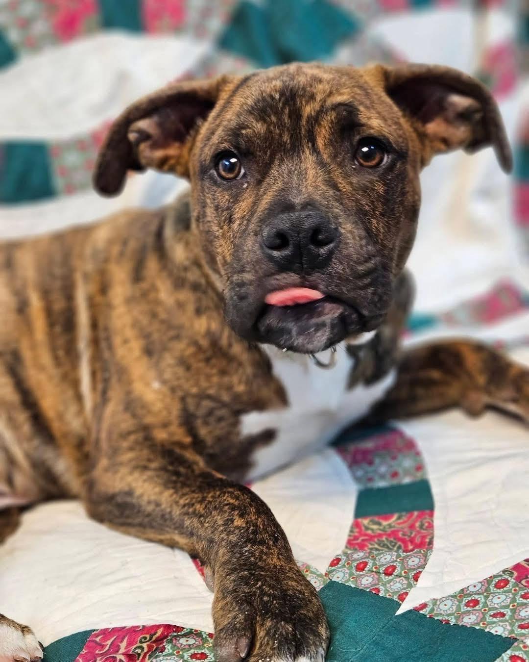 Enlarge Gremlin, a ADOPTABLE mixed breed in Broken Arrow, OK image 2/5