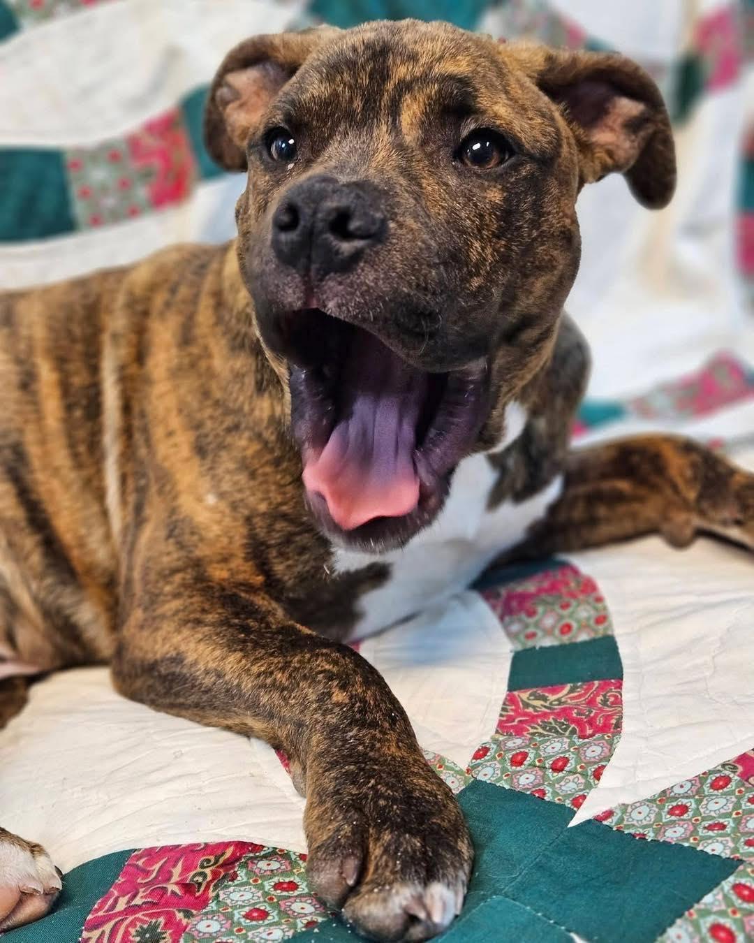 Enlarge Gremlin, a ADOPTABLE mixed breed in Broken Arrow, OK image 4/5