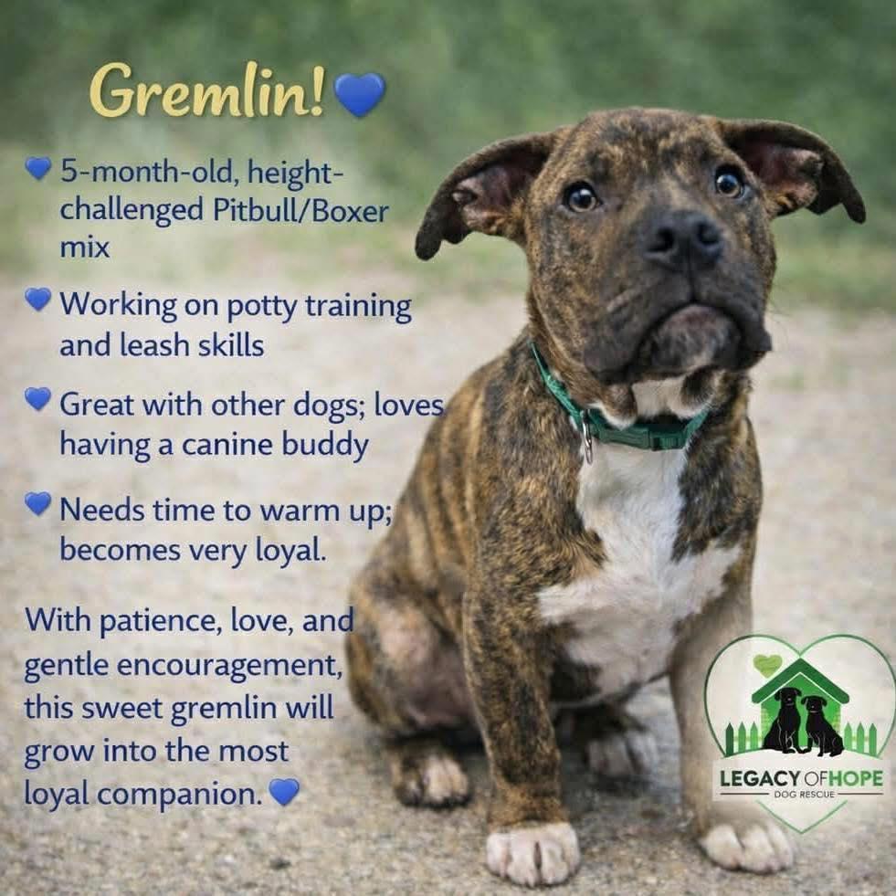 Gremlin, ADOPTABLE, Puppy Male Pit Bull Terrier & Boxer.