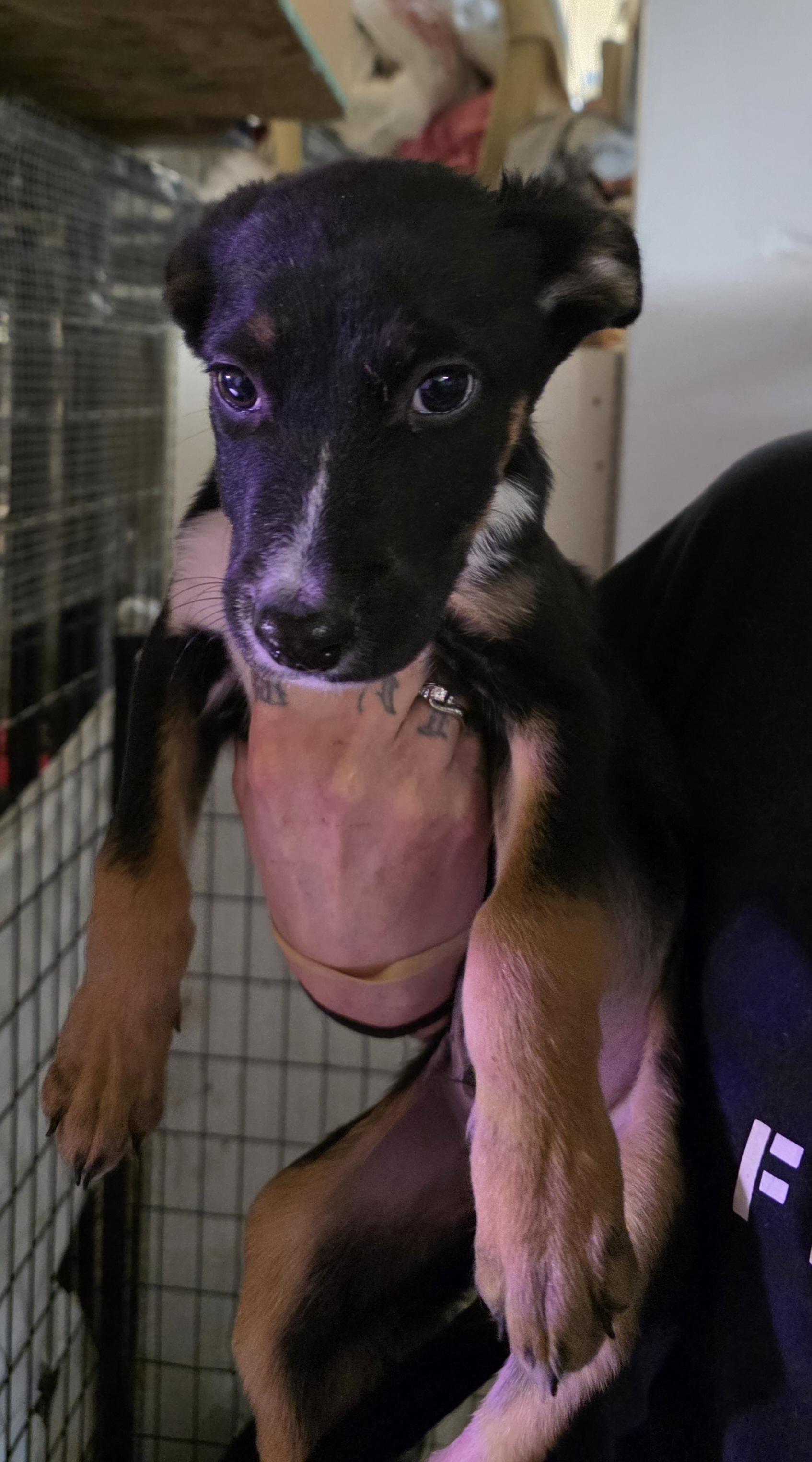 P31-Diesel, an adoptable Shepherd in Billings, MT, 59101 | Photo Image 1