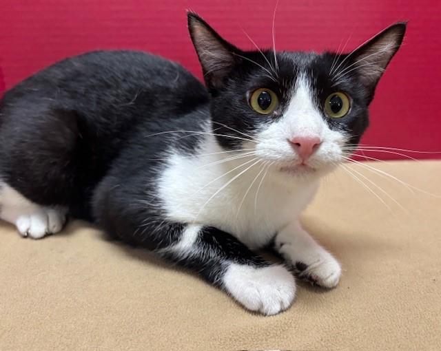 Jack, a Adoptable Domestic Short Hair in Hawk Point, MO image 1/4