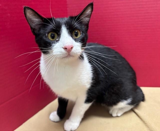 Jack, Young Male Domestic Short Hair