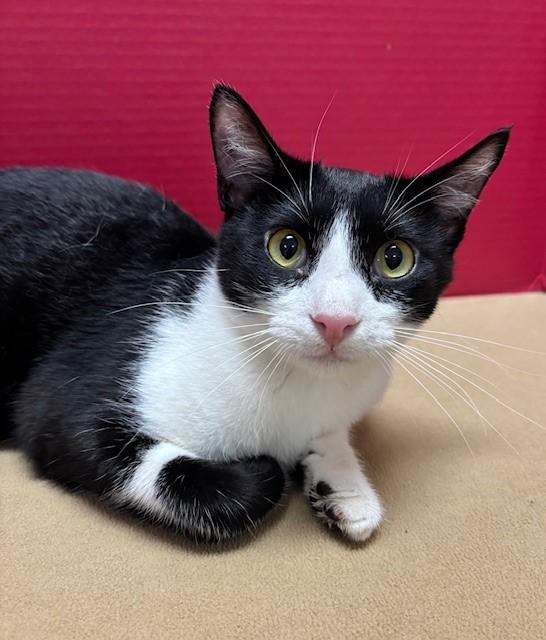 Jack, a Adoptable Domestic Short Hair in Hawk Point, MO image 3/4