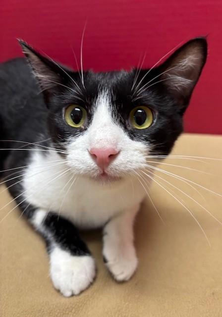 Jack, a Adoptable Domestic Short Hair in Hawk Point, MO image 4/4