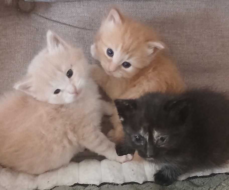 Kittens, ADOPTABLE, Kitten Female American Shorthair & Torbie.