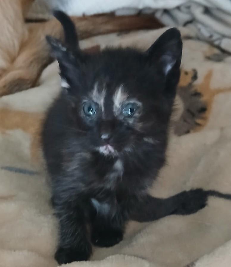 Enlarge Kittens, a ADOPTABLE mixed breed in Lead, SD image 2/2