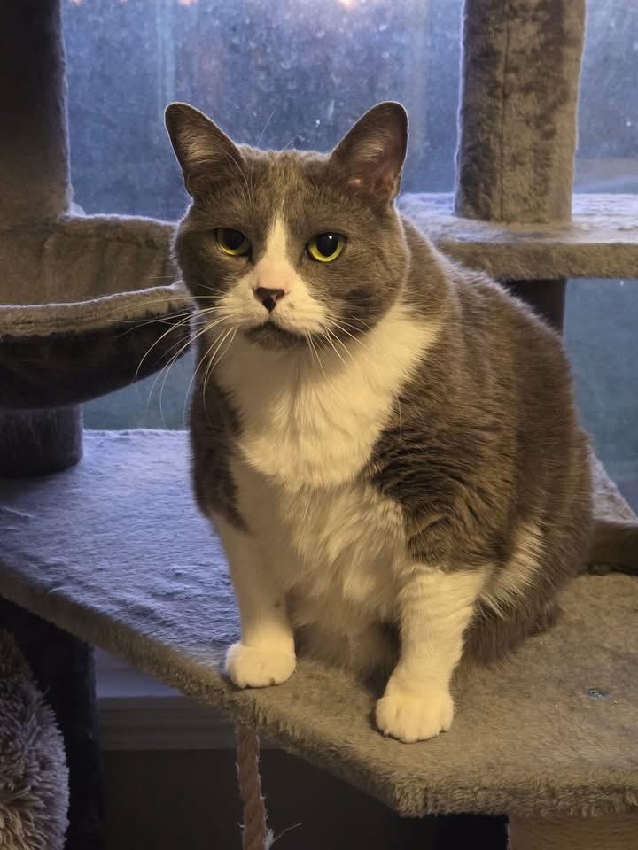 Enlarge Tank, a ADOPTABLE Domestic Short Hair in Manhattan, KS image 1/2