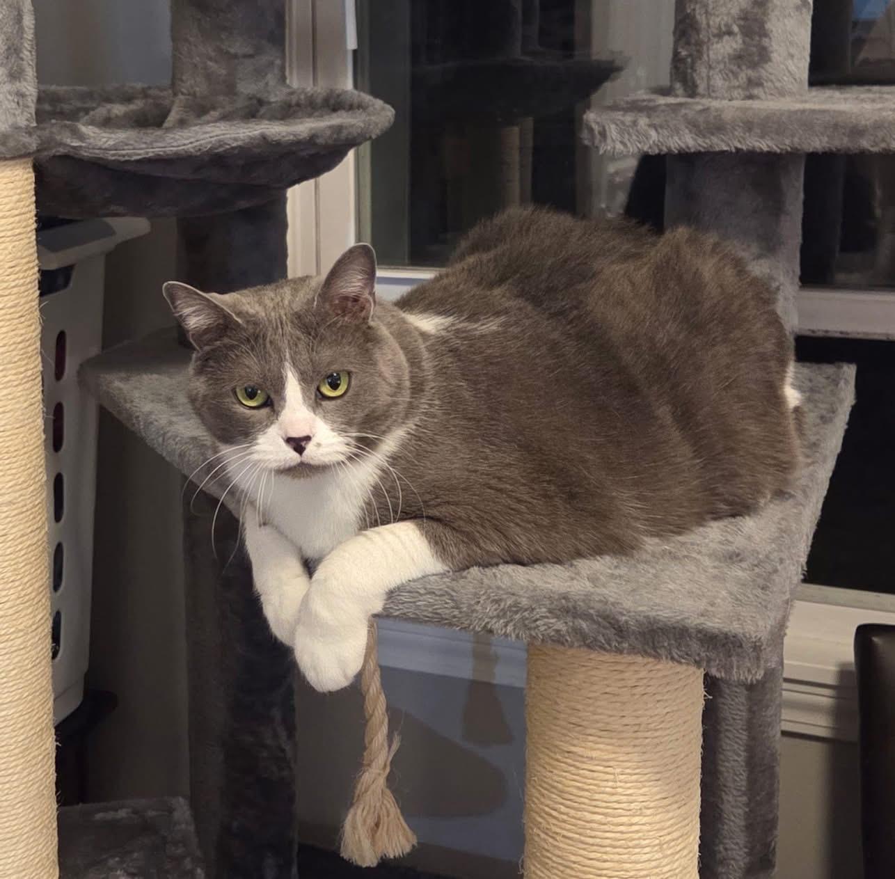 Enlarge Tank, a ADOPTABLE Domestic Short Hair in Manhattan, KS image 2/2