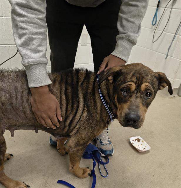 HENNESSY, Adoptable, Adult Female German Shepherd Dog & Mixed Breed.