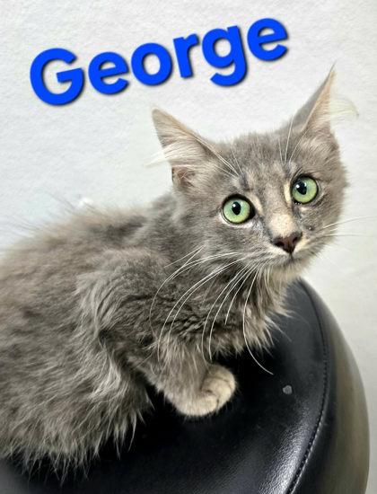 Enlarge George, a Adopted Domestic Medium Hair in Sullivan, IN image 1/1