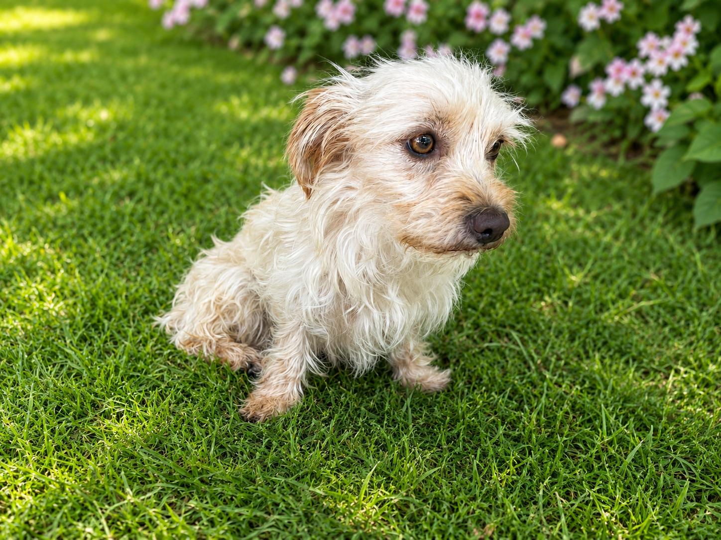 Luna, an adopted mixed breed in Monroe, NC image 5/6