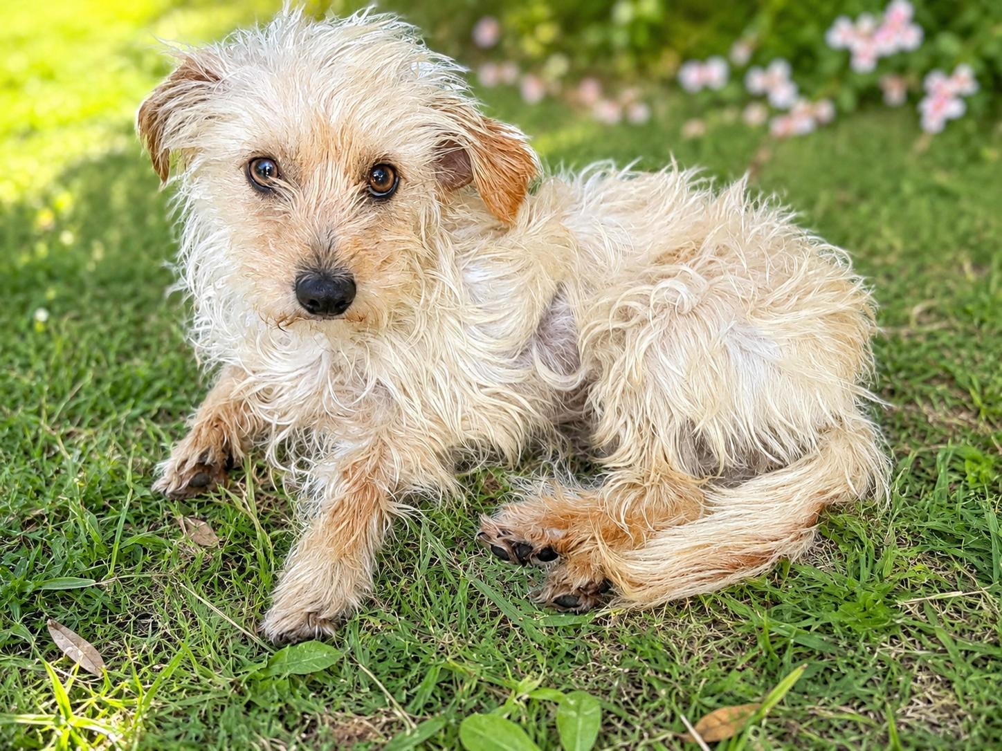 Luna, an adopted mixed breed in Monroe, NC image 4/6