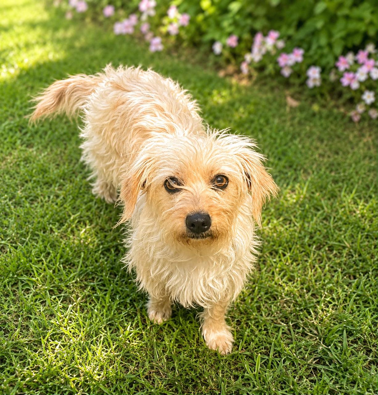 Luna, adopted, Young Female Shih Tzu.