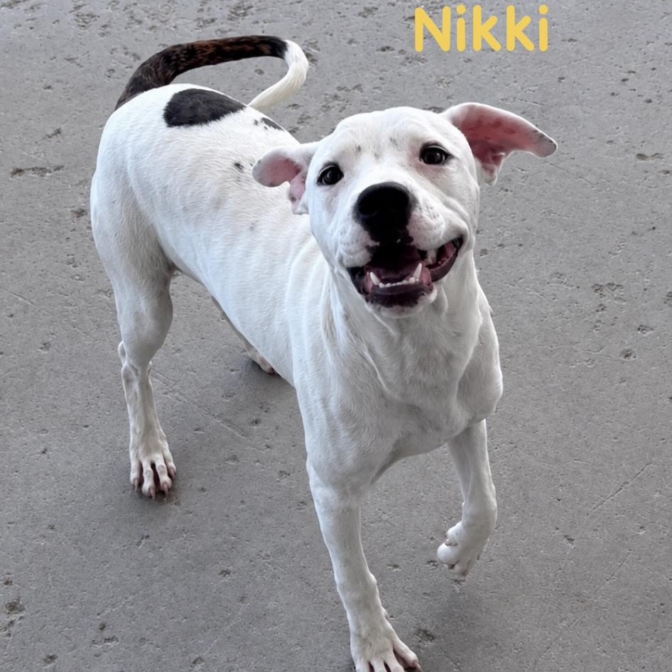 Nikki, adopted, Puppy Female Pit Bull Terrier.