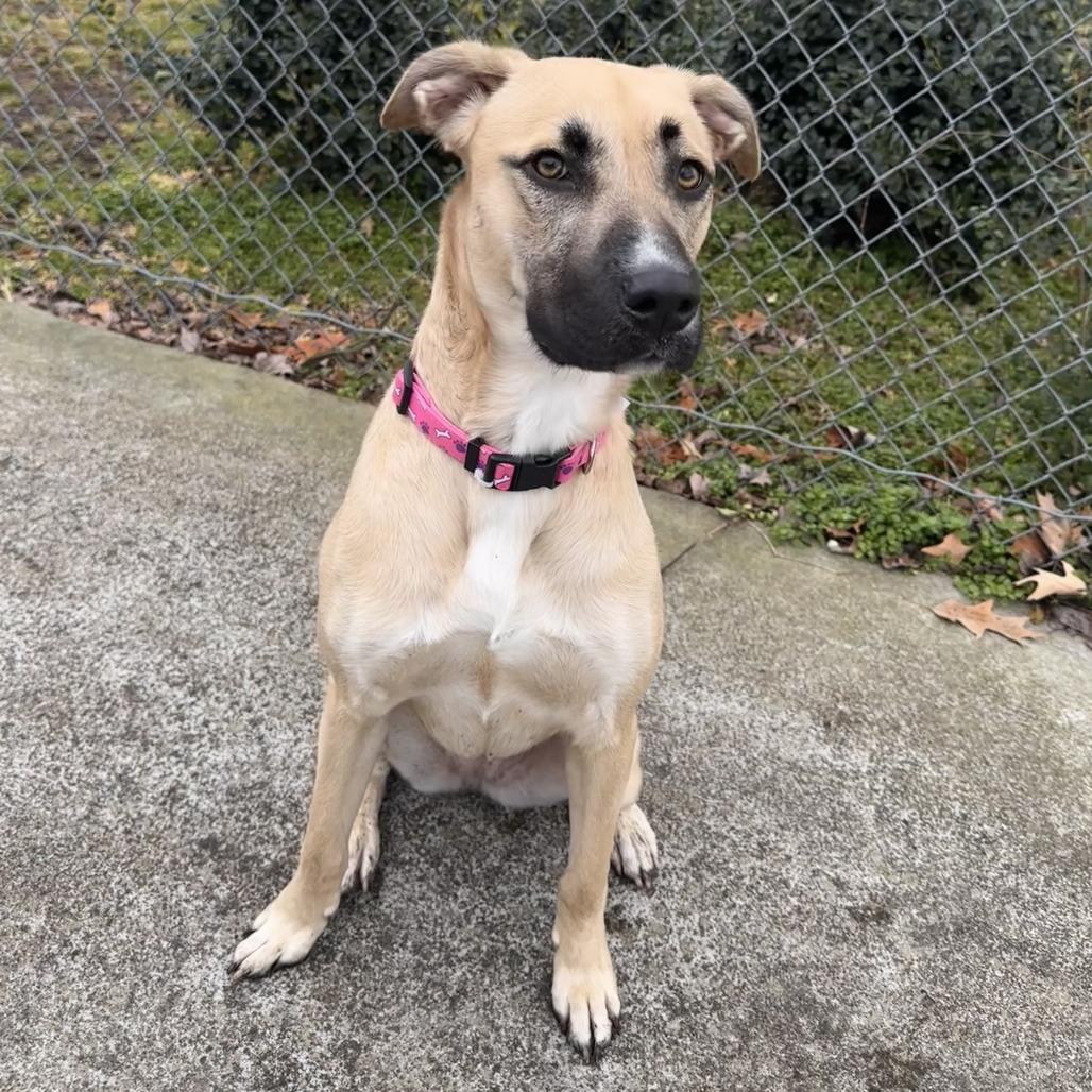 Enlarge Avi, a Adoptable mixed breed in Chesapeake, VA image 2/2