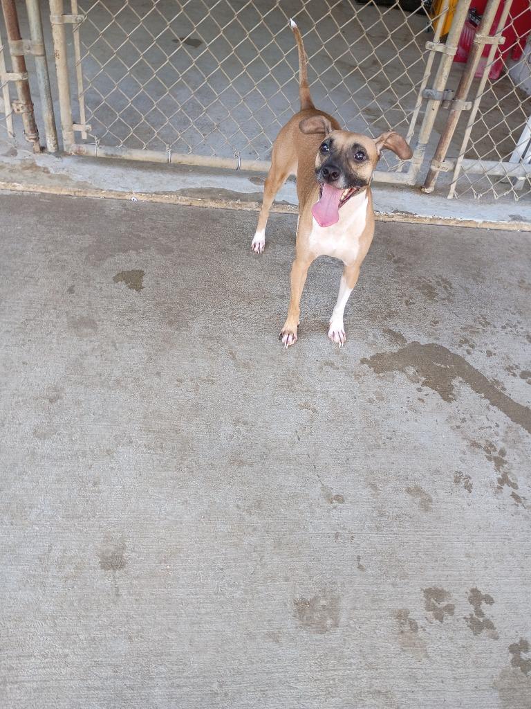 Enlarge Bernie(Baby Girl), a Adoptable mixed breed in Albany, GA image 3/6