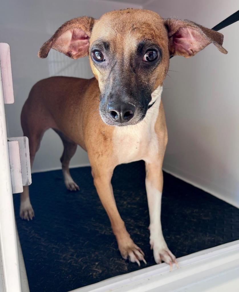 Enlarge Bernie(Baby Girl), a Adoptable mixed breed in Albany, GA image 4/6