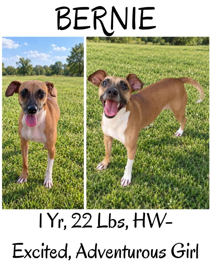 Enlarge Bernie(Baby Girl), a Adoptable mixed breed in Albany, GA image 5/6