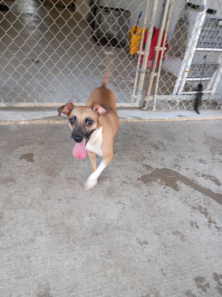 Enlarge Bernie(Baby Girl), a Adoptable mixed breed in Albany, GA image 6/6
